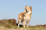 CHIEN FINNOIS DE LAPONIE 324